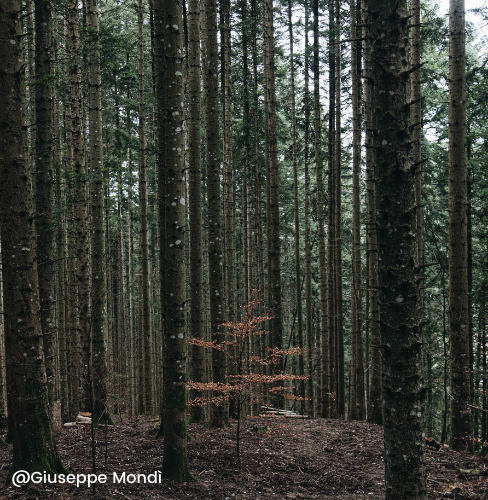 Amazon Rainforest Deforestation Linked to Major Fashion Brands