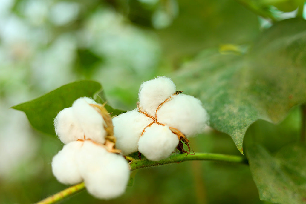 certified fairtrade organic cotton products