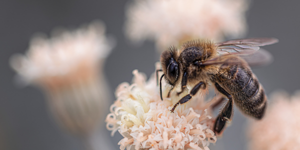 5 Ways to Save the Bees