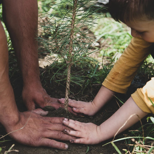 National Arbor Day