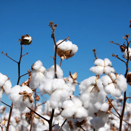Environmental_Impact_Of_Conventional_Cotton_Farming