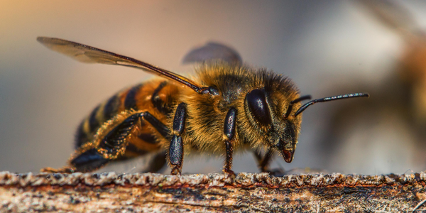 California's Urban Waterways Are Putting Bees in Danger