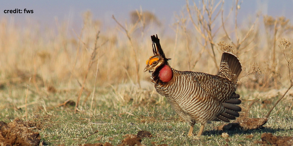 Lesser Prairie-Chicken- Endangered and Threatened Species