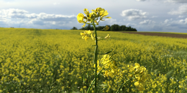 cover crop mustard