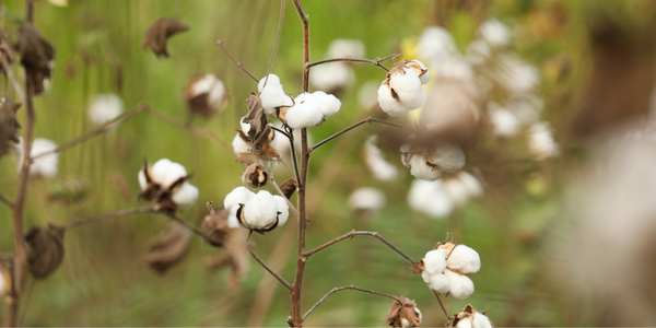 Moving from Organic to Regenerative Organic