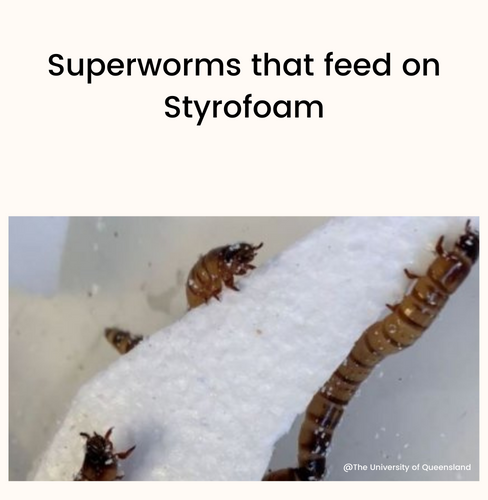 Superworms that feed on Styrofoam