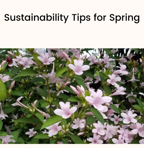 Sustainability Tips for Spring