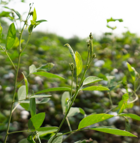 Regenerative Agriculture's Benefits to the Farming Community