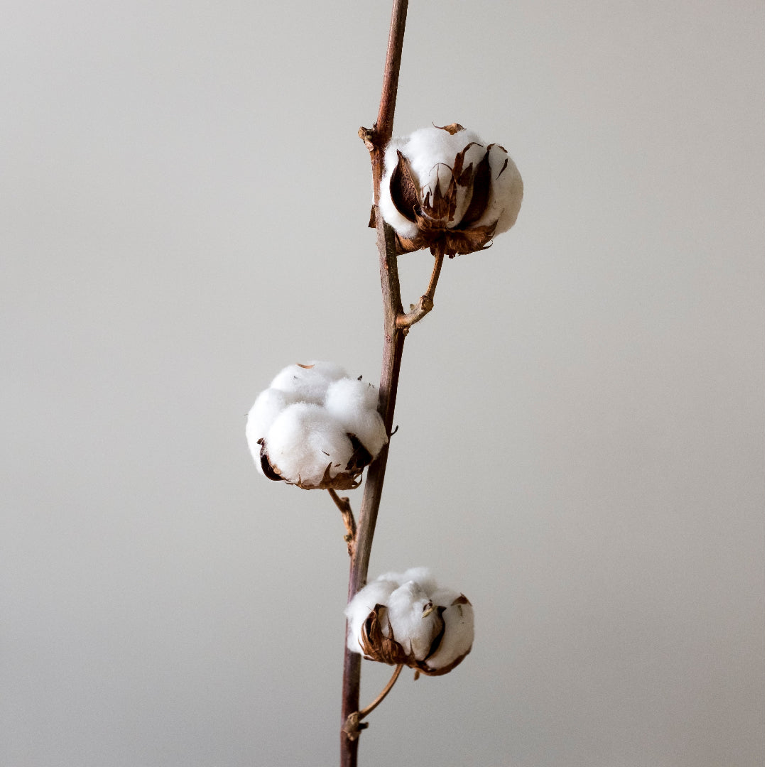 Organic Cotton Bud Photo