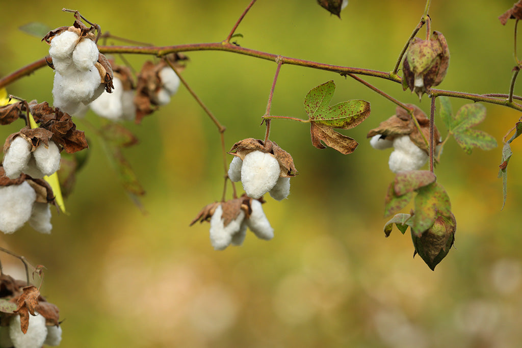 organically grown cotton