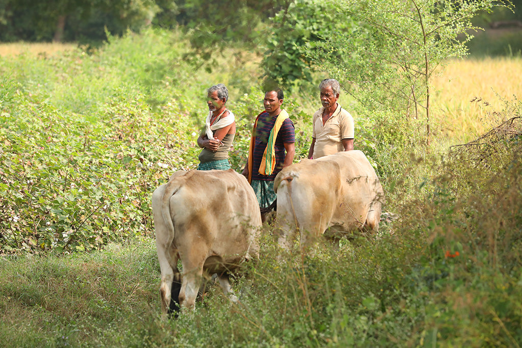 organic cotton farmers with their cows
