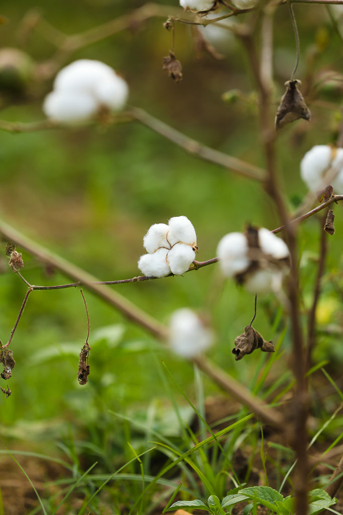 organic cotton plant