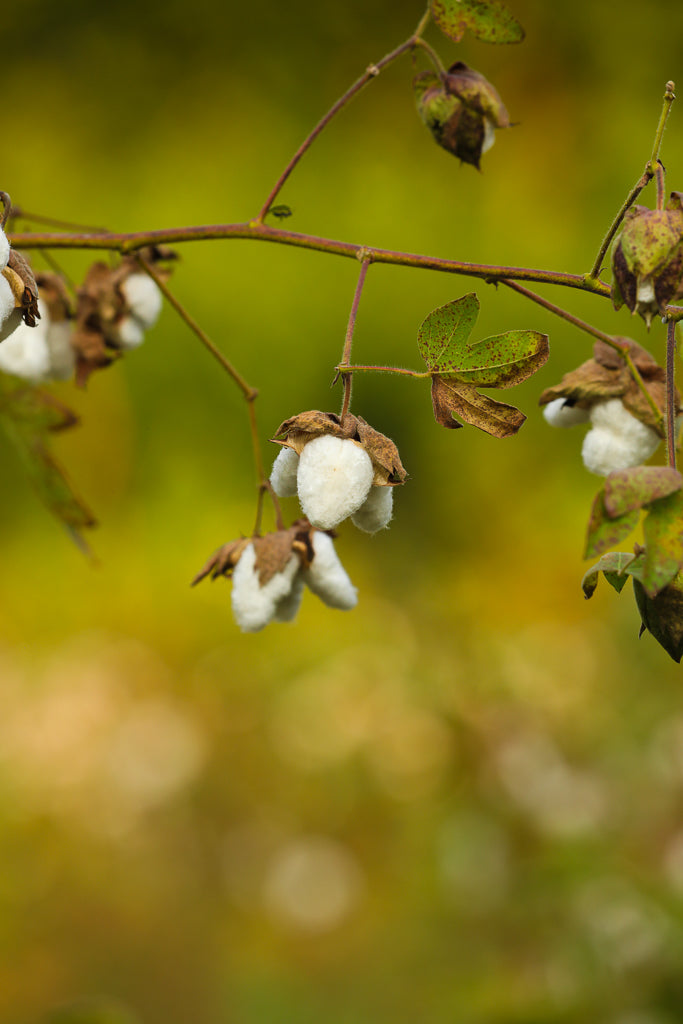 organic cotton fiber
